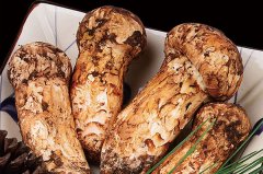 四川得榮松茸-[年產量200多噸]